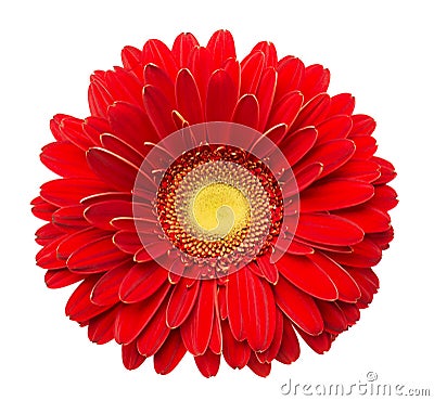 Vibrant bright red gerbera daisy flower blooming isolate on white background Stock Photo