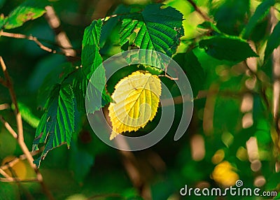 Vibrant bush with lush, healthy green leaves and a single yellow leaf Stock Photo
