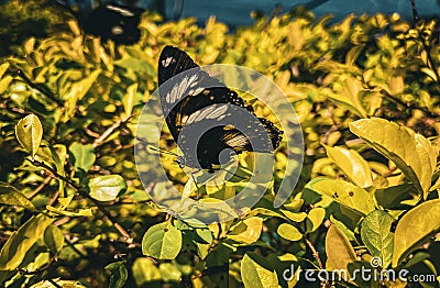 Vibrant butterfly flutters over a verdant landscape of lush foliage. Stock Photo