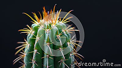 Vibrant Cactus with Sharp Spines on a Dark Background Stock Photo