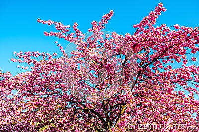 Vibrant cherry tree Sakura on blue sky during spring Stock Photo