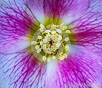 Vibrant close-up shot of a purple and white flower with a vivid center and white stigma Stock Photo