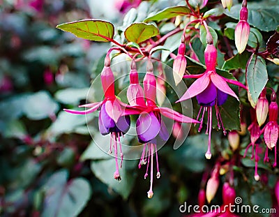 The dazzling beauty of Fuchsia flowers Stock Photo