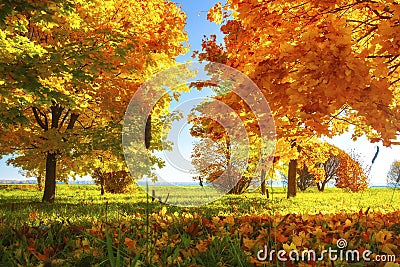Vibrant color of leaves on trees in autumn park on sunny clear day. Autumnal landscape. Fall. Vivid colourful nature Stock Photo