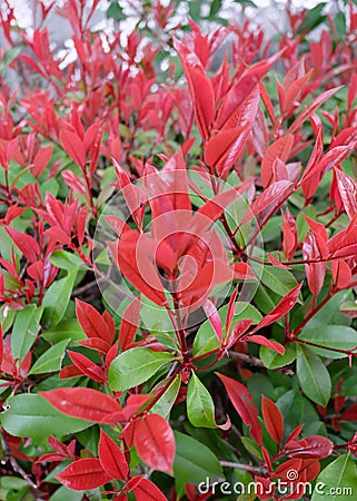 Vibrant color of photinia plant at spring Stock Photo
