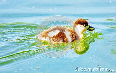 Vibrant color view of young city ducks floating in green summer Stock Photo