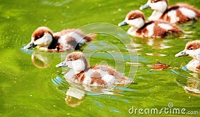 Vibrant color view of young city ducks floating in green summer Stock Photo