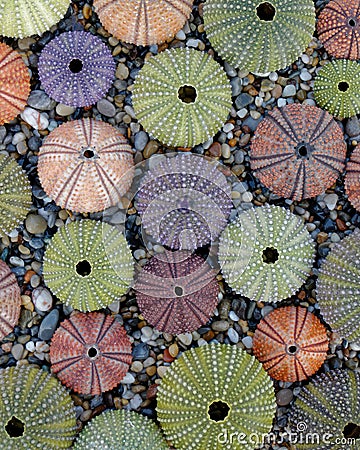 Sea urchin shells collection as a natural background Stock Photo