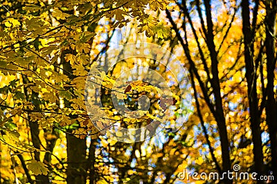 Golden Scenery Infused With Vibrang and Bright Orange-Yellowish Autumn Color In The Pacific Northwest Forest, Washington, USA Stock Photo