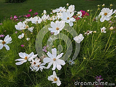 Daisy Flower Bed Stock Photo