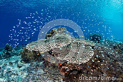 Vibrant Coral Reef in Alor, Indonesia Stock Photo