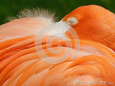 Vibrant Corals of a Sleeping Flamingo at the Milwaukee Zoo Stock Photo