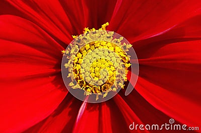 Vibrant Cosmos Stock Photo