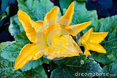 Vibrant courgette flowers blooming in vegetable garden Stock Photo