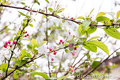 Vibrant crab apple tree in full bloom, with clusters of pink blossoms adding a burst of color Stock Photo