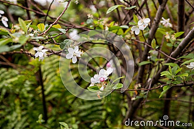 Vibrant crab apple tree in full bloom, with clusters of pink blossoms adding a burst of color Stock Photo