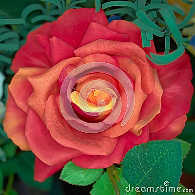 Vibrant dark orange fake rose top view closeup Stock Photo