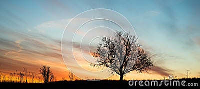 Vibrant dawn single tree silhouette Stock Photo