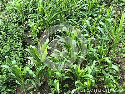 Vibrant Day of Floral Growth in Nature. Corn Farming in Nepal Stock Photo