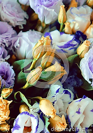 Vibrant delicate colorful garden Lisianthus or Eustoma buds Stock Photo