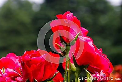 Vibrant display of Crimson Sky flowers against a verdant background, each one blooming in harmony Stock Photo