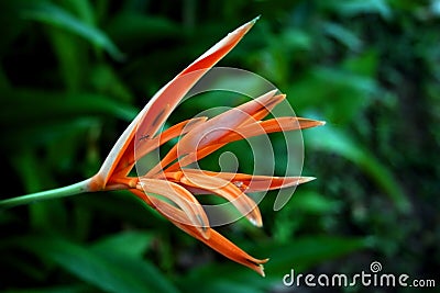 Vibrant and exotic Orange Flower Stock Photo