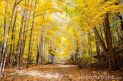 Vibrant Fall Colours in a Neighbourhood Park Stock Photo