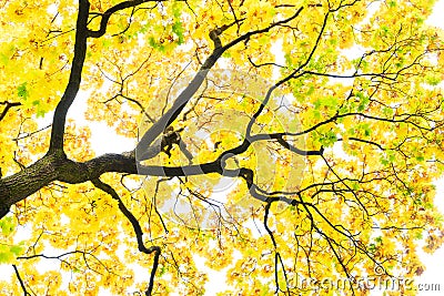 Vibrant fall foliage Stock Photo