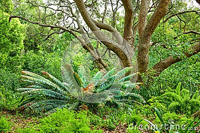 Vibrant fern, shrubs and big wild trees growing in lush Kirstenbosch Botanical Gardens in Cape Town on a sunny day in Stock Photo