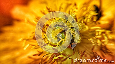 Vibrant fire red and yellow colors on summer wildflower with pollen detail Stock Photo