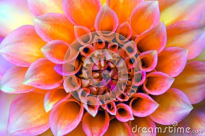 Vibrant Gerbera Stock Photo