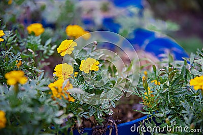 Vibrant golden blooms yellow dwarf petite French marigolds growing in large blue pot at backyard garden in Dallas, Texas, America Stock Photo