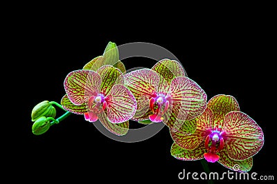 Vibrant golden phalaenopsis blume orchids in full bloom Stock Photo