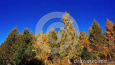 Vibrant golden yellow color in autumn under morning light Stock Photo