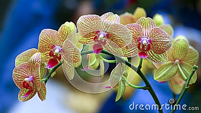 Vibrant golden yellow phalaenopsis orchids Stock Photo