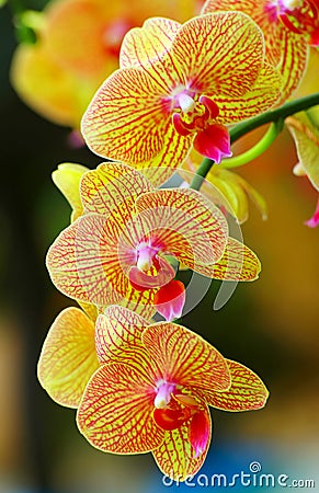 Vibrant golden yellow phalaenopsis orchids Stock Photo