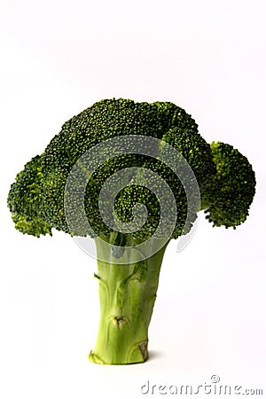 Vibrant Green Broccoli Floret on a White Background Stock Photo