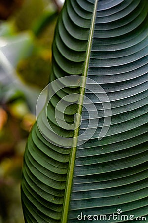 Vibrant green leaf resting on the forest floor, surrounded by a lush array of greenery. Stock Photo