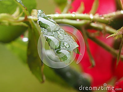 Vibrant green leaf with shimmering green droplets of water scattered across its surface Stock Photo