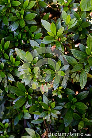 Vibrant leaves in a Bush Stock Photo