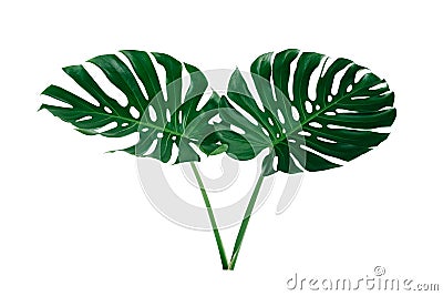 Vibrant Green Mostera Plant Leaves Against A White Background Stock Photo