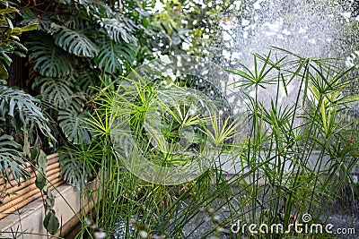 Papyrus plants with water spray backlight. Cyperaceae under a sparkling mist in greenhouse Stock Photo