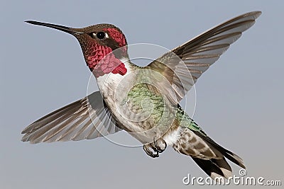 Vibrant hummingbirds flying with precision, targeting colorful flower nectar sources Stock Photo