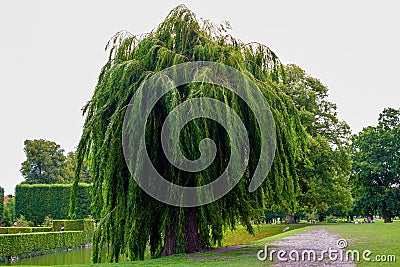 Vibrant image captures the serene beauty of a lush green tree standing in the heart of a park Stock Photo