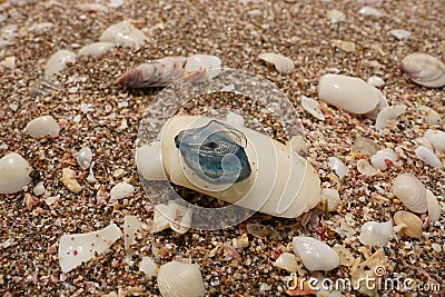 Vibrant image of a collection of seashells with a blue jellyfish Stock Photo