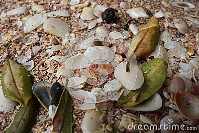Vibrant image of a collection of seashells scattered on lush green foliage and golden sand Stock Photo
