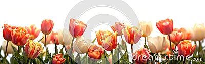 Tulip Border with Ample Copy Space for Spring-Themed Designs and Projects Stock Photo