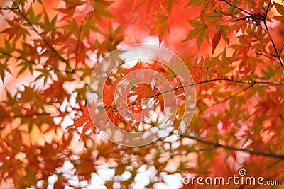 Vibrant Japanese Autumn Maple leaves Landscape with blurred background Stock Photo