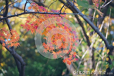 Vibrant Japanese Autumn Maple leaves Stock Photo