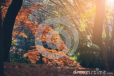 Vibrant Japanese Autumn Maple leaves Stock Photo